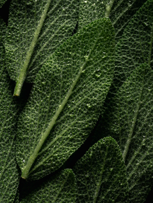 Clean Skincare Ingredients