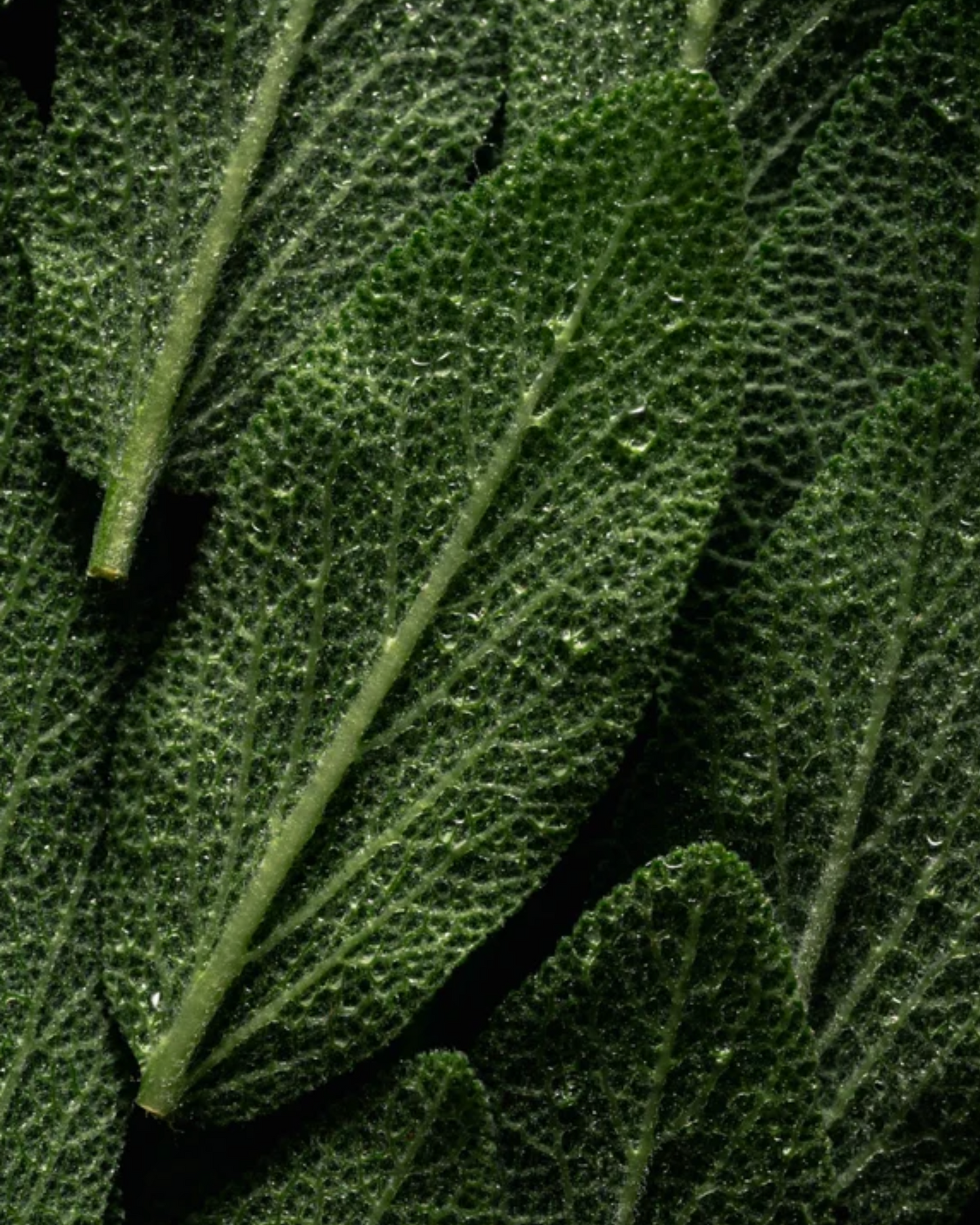 Hair & Scalp Strengthening Oil