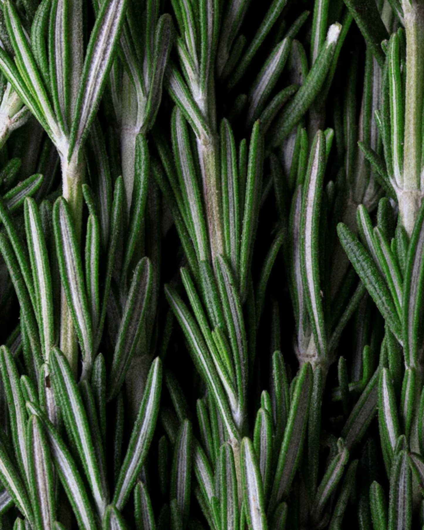 Hair & Scalp Strengthening Oil