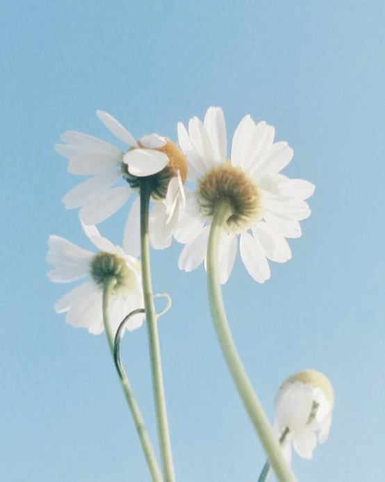 Hydra Cleansing Oil-To-Milk