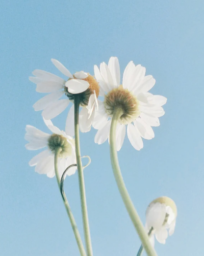 Hydra Cleansing Oil-To-Milk