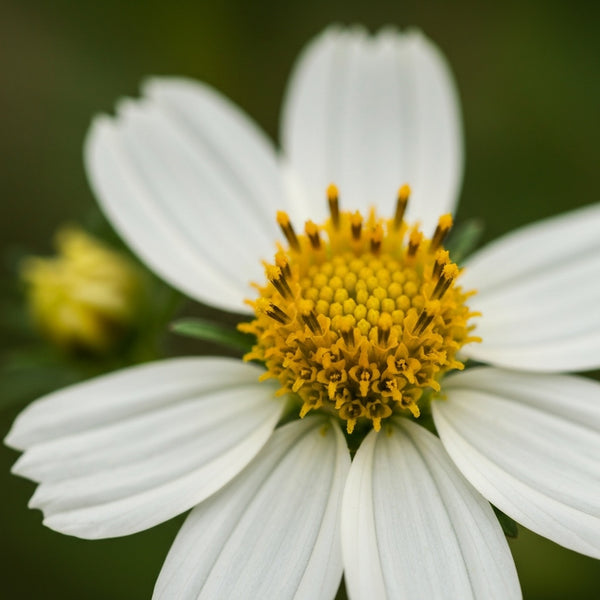 Bidens Pilosa (Botanical Retinol)