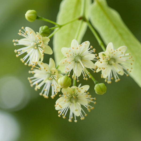 Linden Flower (Tilia)